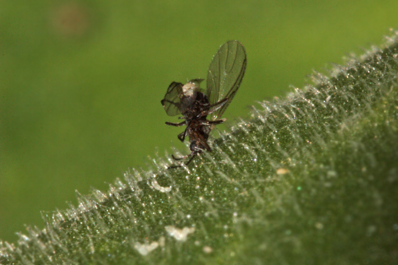 Coenosia sp. che preda altro dittero (Sciaridae?)